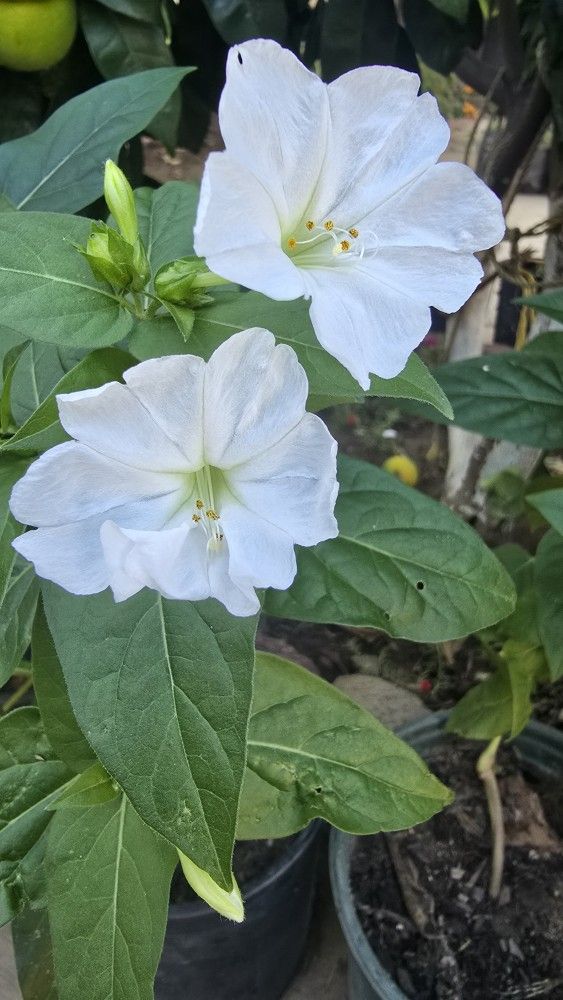 Mirabilis jalapa plant