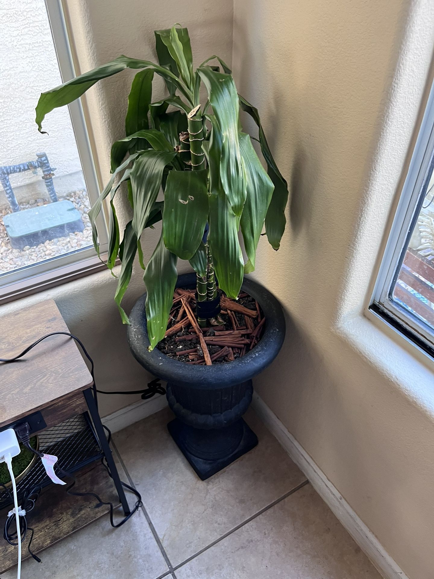 Plant As Is For Sale$30 Firm