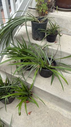 Free plants