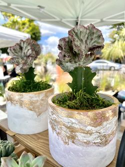Rare Cactus With Concrete Art