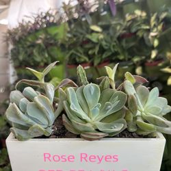 Customized Ceramic Planter, Succulent And Plant Arrangements Available At VMG Gardens