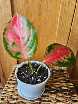 Aglaonema "Red Zircon" (White pot)