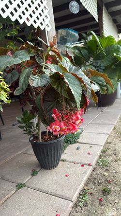 Begonia For Sell  Ala De Angel   Combo!
