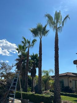 Tree and palm name