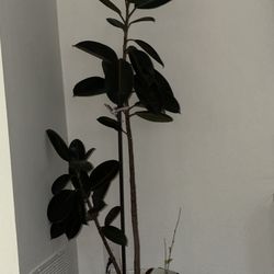 Burgundy Rubber Tree