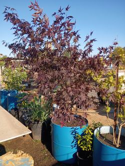 Japanese Maple 🍁