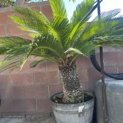 Plant For Sale