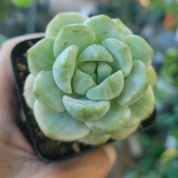 Sedeveria Variegated Pudgie Korean Succulent 