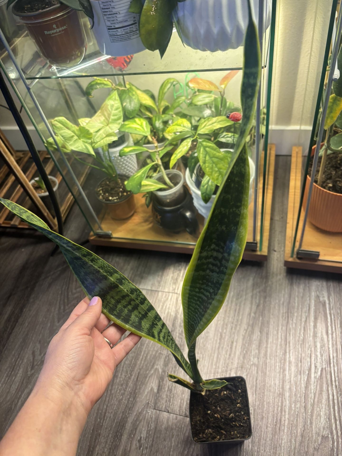 Snake Plant