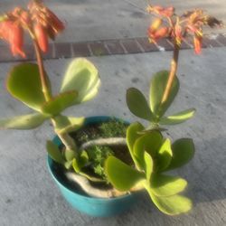 Plant For Garden $10