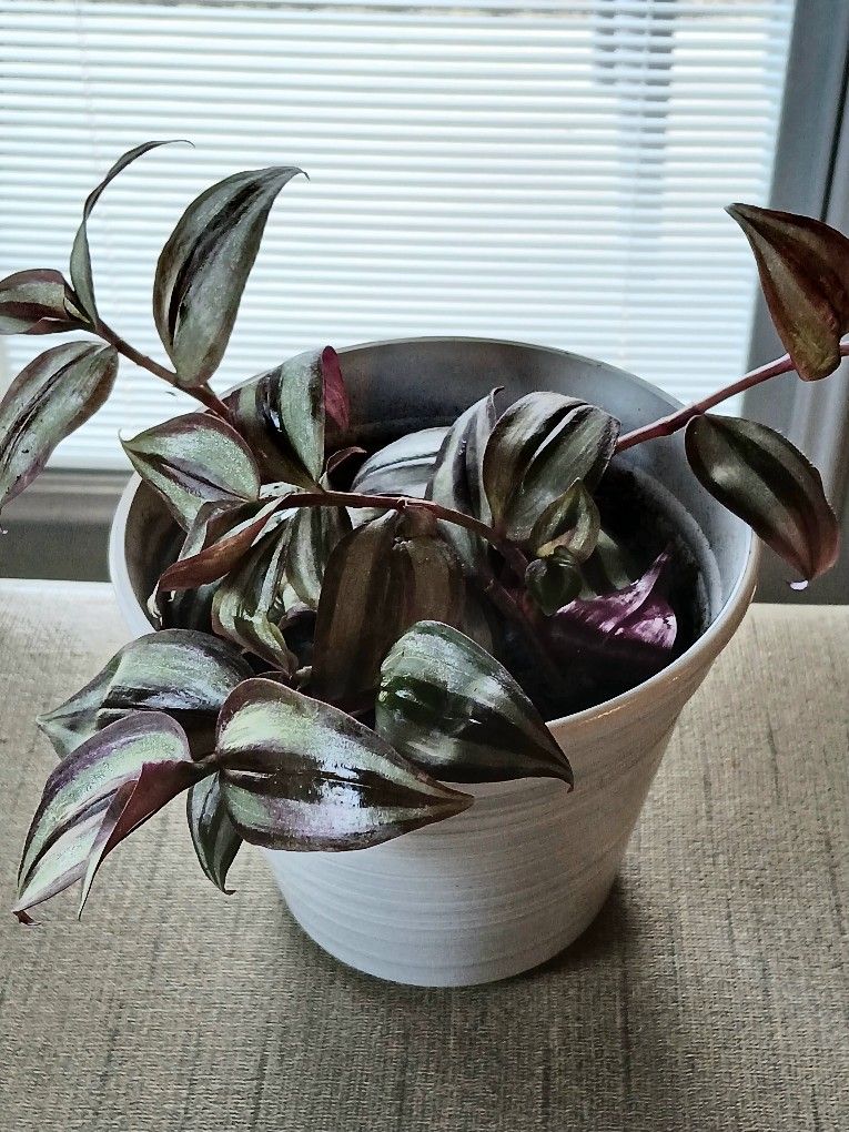 Wandering Dude Houseplant 