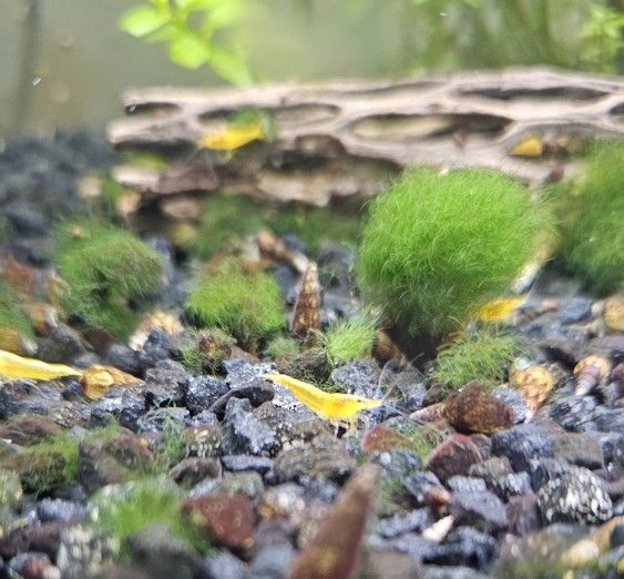 Yellow Cherry Shrimp