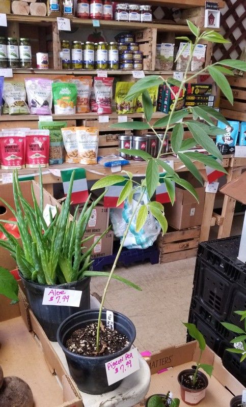 Plants/Produce