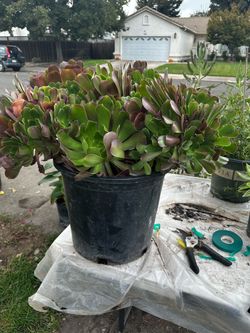 Tengo estas plantas grandes ermosas disposables