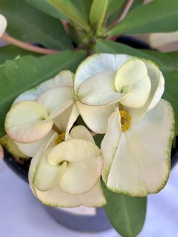 Plant Crown Of Thorns ( Love Me) 