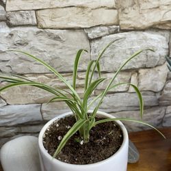 Spider Plant In Textured Ceramic Pot 4"H.