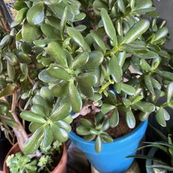 Large Jade Plant With Blue Pot 