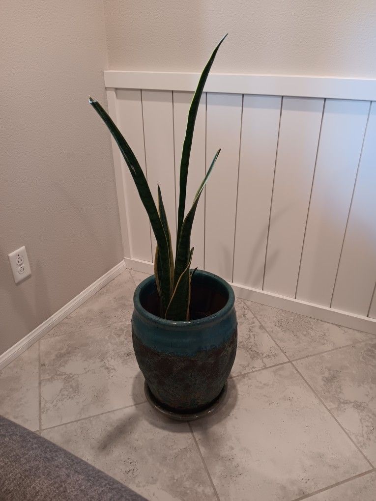 Plant "Mother Inlaw Tongues"