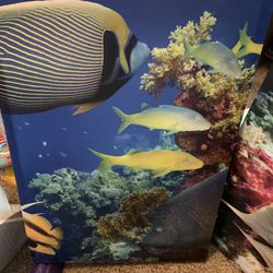 Canvas Picture (14x24) Beautiful Pictures Of Fish