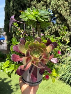 Gorgeous plants