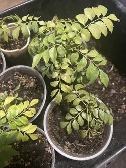 Gamthi Curry Leaf Plant ,organic,hard To Find $15 Each