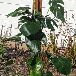 Large Healthy Monstera Deliciosa