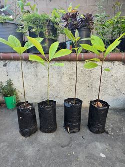 Abocados trees