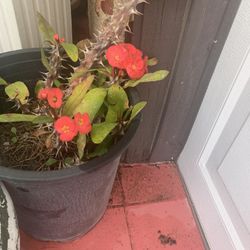 Plant Corona Dm20$ Each