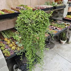 6" String Of Bananas Succulent
