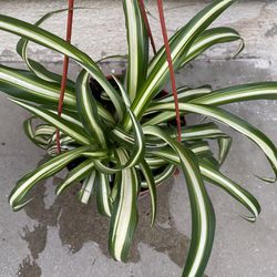 Spider Plant , Is Shade Plant . In 6 Inch Hanging Pot Pick Up Only