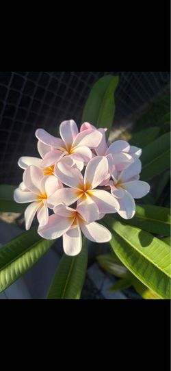 Plumeria pink and white