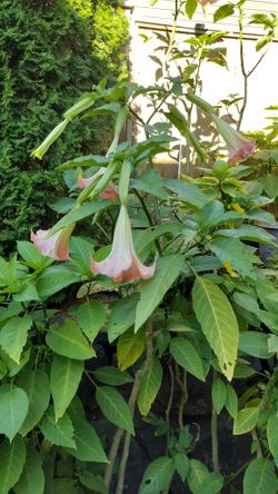 Brugmansia 