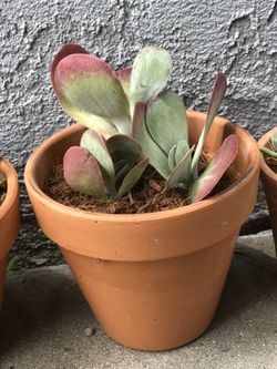 Beautiful succulent plant