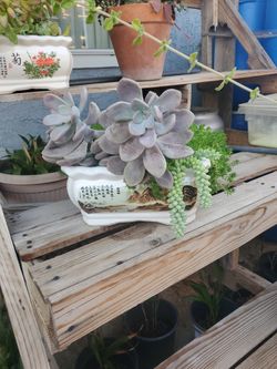 Succulent Mix With Ceramic Planter $50