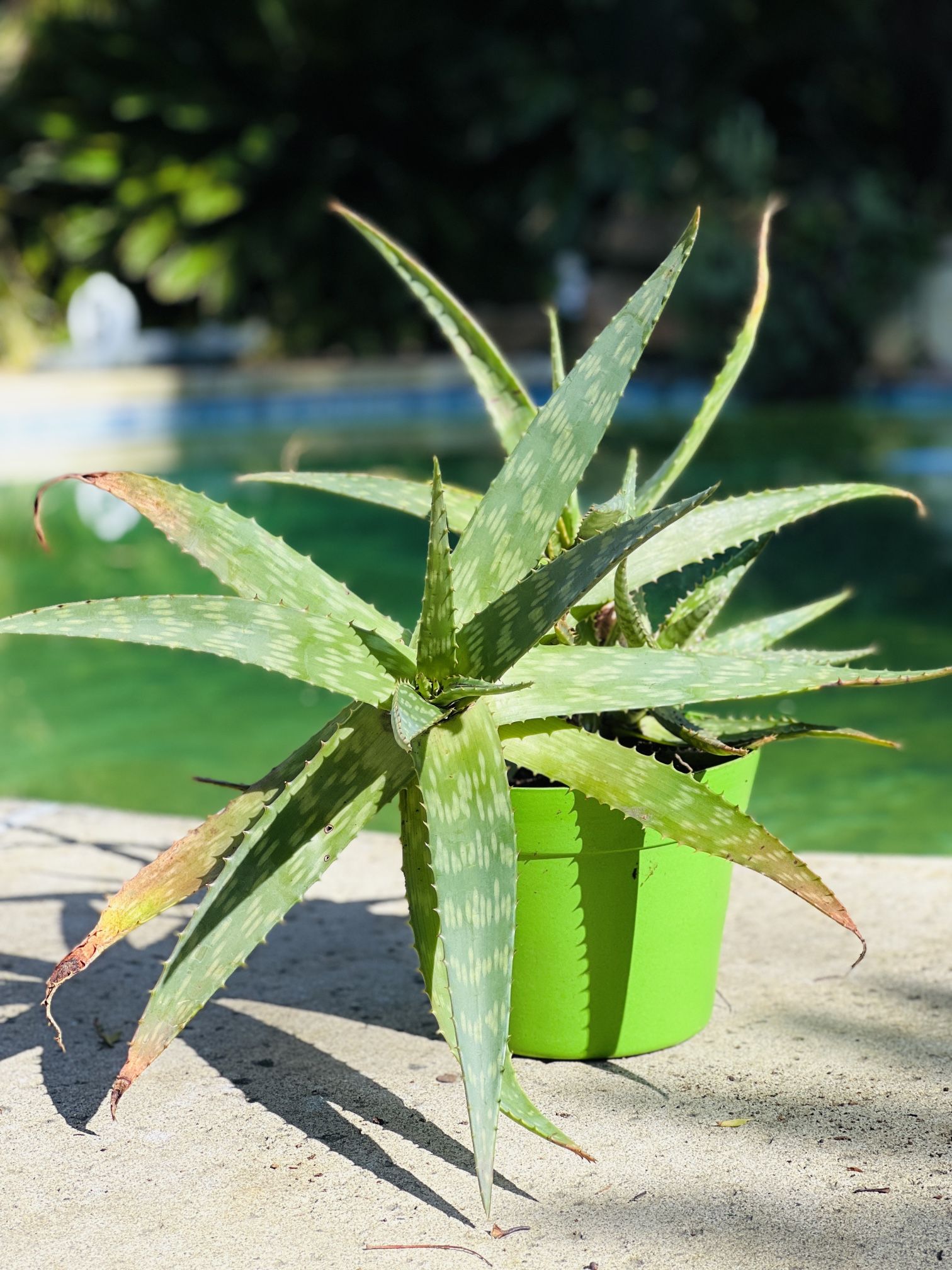 Three Aloe Plants In A Pot (Bamboo Pot)