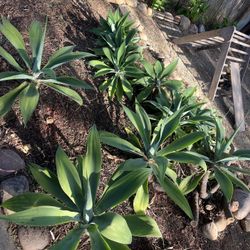 Foxtail Agave Succulent Plants 