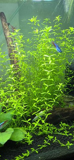 Aquarium Stem Plants pearlweed