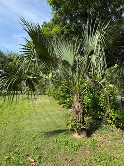 Florida thatch palm free / palmera de techo