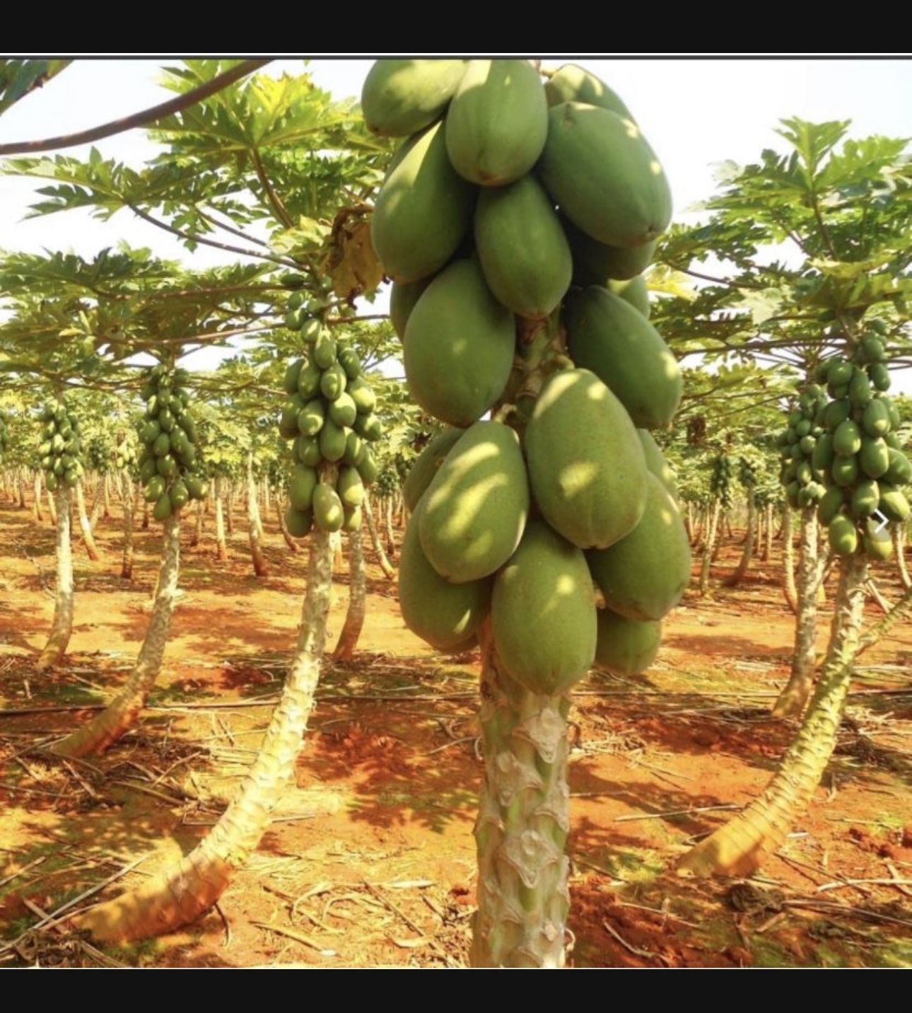 Papaya Tree