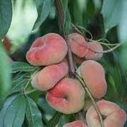 Stark Doughnut Peach Tree