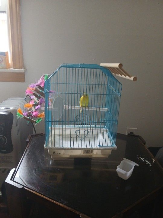 Parakeet