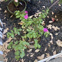 Plants 