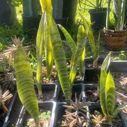 2 Small Snake Plants