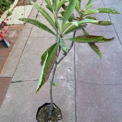 Loquad Tree, Nispero
