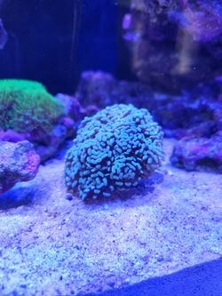 Fake gold hammer torch coral decoration