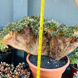 Aeonium Halloween Crest Imported
