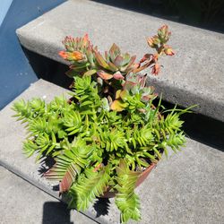 Succulent Plant!