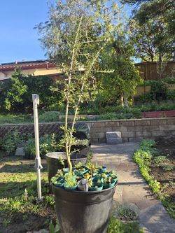 Arbequina Olive,  (Olea europaea). $75 for 20 gallon pot. 