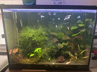 40gal fish tank