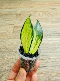 Hoya Polyneura inner variegated